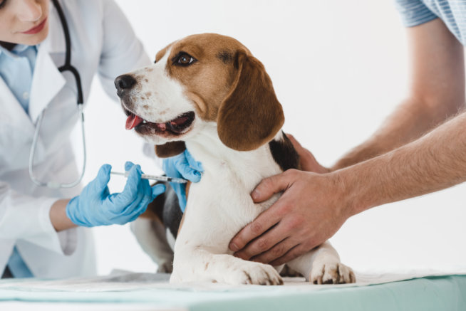 why-vaccinations-are-vital-for-pets