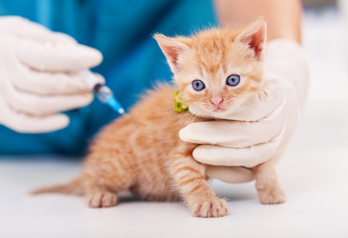 how-to-choose-a-vet-that-fits-your-pets-needs