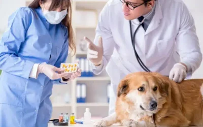 Spotting Heart Issues in Pets with Echocardiograms