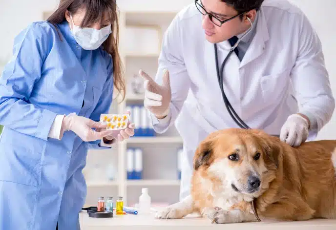 Veterinary staff working with a dog