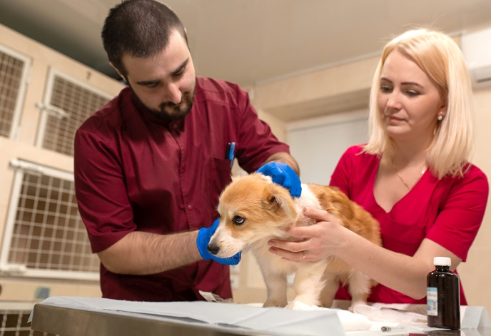 give-your-pet-the-happy-healthy-life-they-deserve