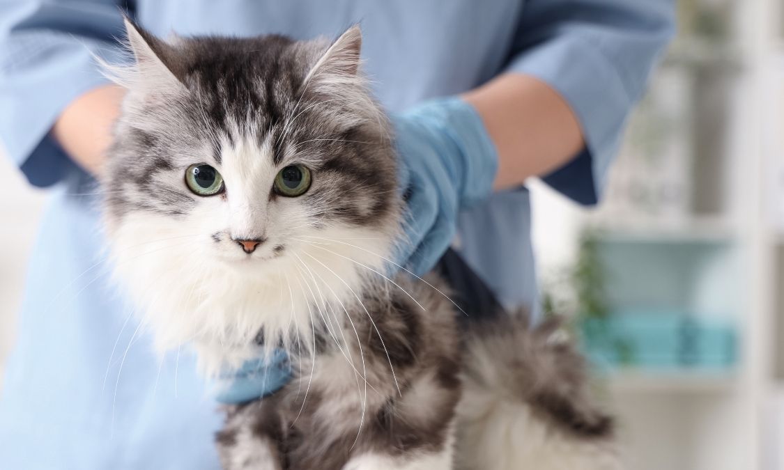 Cat being held by veterinary staff