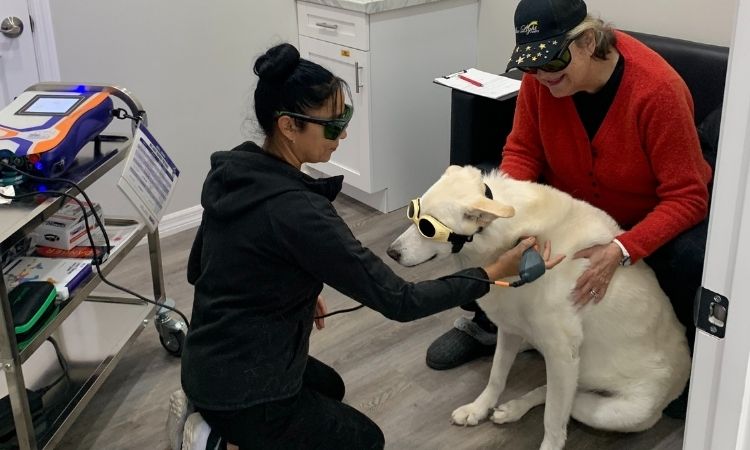 Collier Parkway Animal Hospital staff performing laser therapy on a dog