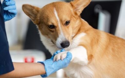 Early Detection: The Benefits of Routine Blood Work for Dogs