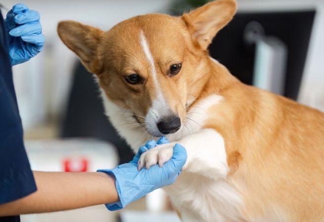 Corgi at the vet with veterinary staff holding its paw