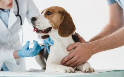 Why Vaccinations Are Vital for Pets